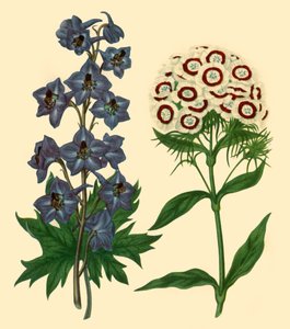 Rittersporn und Bartnelke: Delphinium elatum und Dianthus barbatus, 1805, 1946 von F Sansom