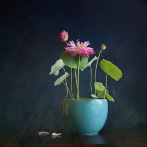 Rosa Lotus-Strahlung