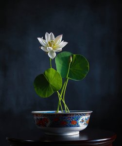 Weiße Lotus-Serenität von Fangping Zhou