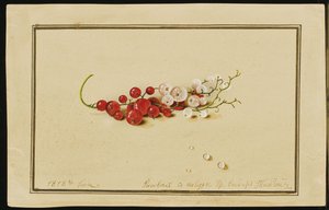Rote und weiße Johannisbeeren, 1818