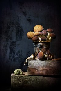 Erdiges Pilz Stillleben