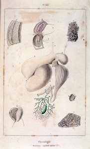 Anatomische Illustration von F. E. Guerin. Aus Dictionnaire pittoresque d