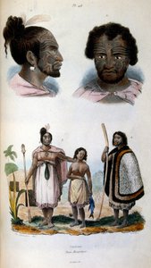 Anthropologische Illustration der Maori-Rasse