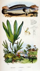 Botanische und zoologische Illustration von F. E. Guerin. Aus Dictionnaire pittoresque d