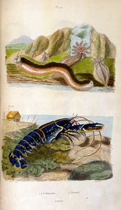 Botanische und zoologische Illustration von F. E. Guerin. Aus Dictionnaire pittoresque d