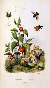 Botanische und zoologische Illustration von F. E. Guerin. Aus Dictionnaire pittoresque d