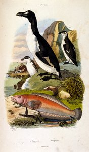 Botanische und zoologische Illustration von F. E. Guerin. Aus Dictionnaire pittoresque d