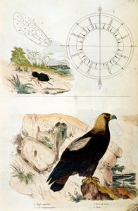 Botanische und zoologische Illustration von F. E. Guerin. Aus Dictionnaire pittoresque d
