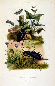 Botanische und zoologische Illustration von F. E. Guerin. Aus Dictionnaire pittoresque d