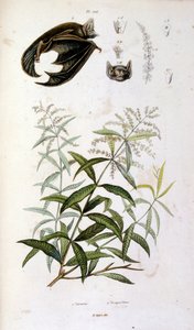 Botanische und zoologische Illustration von F. E. Guerin. Aus Dictionnaire pittoresque d