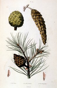 Botanische und zoologische Illustration von F. E. Guerin. Aus Dictionnaire pittoresque d