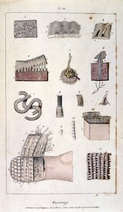 Botanische und zoologische Illustration von F. E. Guerin. Aus Dictionnaire pittoresque d