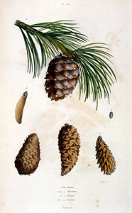 Botanische und zoologische Illustration von F. E. Guerin. Aus Dictionnaire pittoresque d