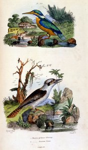Botanische und zoologische Illustration von F. E. Guerin. Aus Dictionnaire pittoresque d
