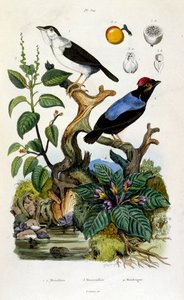 Botanische und zoologische Illustration von F. E. Guerin. Aus Dictionnaire pittoresque d