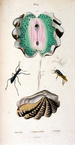 Botanische und zoologische Illustration von F. E. Guerin. Aus Dictionnaire pittoresque d