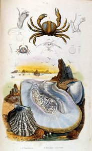 Botanische und zoologische Illustration von F. E. Guerin. Aus Dictionnaire pittoresque d