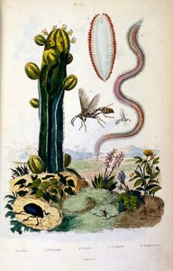 Botanische und zoologische Illustration von F. E. Guerin. Aus Dictionnaire pittoresque d