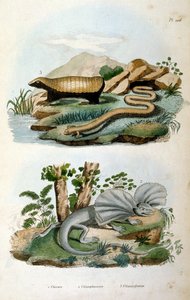 Chlamyphoridae ist eine Familie von Gürteltiere. Während Glyptodonten traditionell als Stammgruppen-Gürteltiere außerhalb der Gruppe betrachtet wurden, die moderne Gürteltiere enthält
