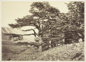 Zedern des Libanon