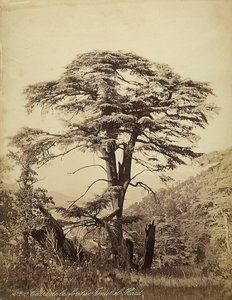 Große Zeder im Teniet el Haad Wald, Libanon