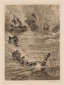 Enten beim Spielen