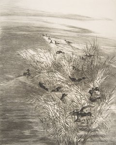 Roseaux et Sarcelles, 1882 von Felix Bracquemond