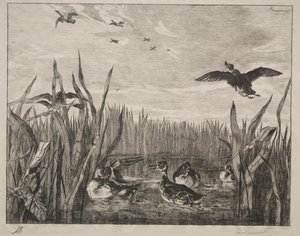 Krickente, 1853 von Felix Bracquemond