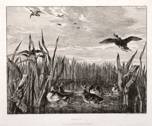 Krickenten von Felix Bracquemond