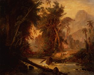 Ein tropischer Wald in Venezuela
