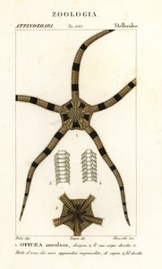 Schlangenstern, Ophiomastix annulosa, Ophiura annulosa von Finocchi Finocchi