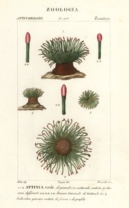 Mittelmeer-Schlangenhaar-Seeanemone, Anemonia sulcata von Finocchi Finocchi