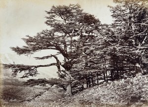 Großer Zedernbaum im Libanon