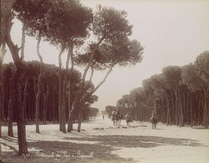 Promenade des Pins in Beirut, ca. 1870