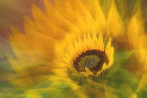 Lebendige Sonnenblumenstrahlung von Florent Dirk Thies