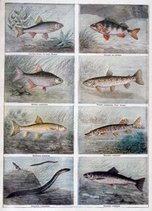Süßwasserfische, 1897