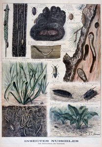 Insekten, die Pelzen schaden, 1897