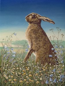 Hase