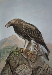 Steinadler – Junges Männchen