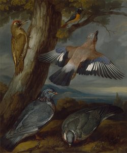 Eichelhäher, Grünspecht, Tauben und Rotschwanz