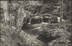 Glen Lyn, Bach und Laub von Francis Bedford