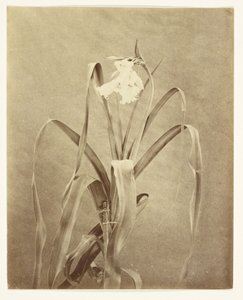 [Blumen] von Francis Edmond Currey