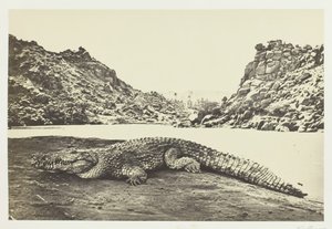 Krokodil auf einer Sandbank, 1857