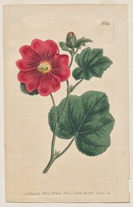 The Botanical Magazine or Flower Garden Displayed: Tafel 892, Althaea Flexuosa. Seringapatam Eine Stockrose. [Althea rosea]