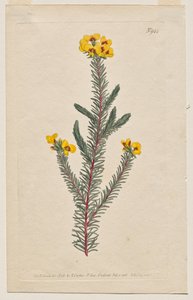 Das Botanische Magazin oder Blumengarten: Tafel 944, Dillwynia Glaberrima. Glattblättrige Dillwynnia. [Dillwynia ericifolia gaberrima]