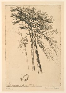 Schottische Kiefern