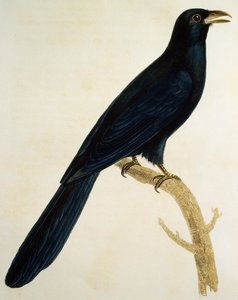 Männlicher Dickschnabelkuckuck, Gravur aus Histoire Naturelle des Oiseaux d
