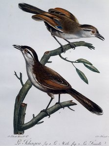 Männchen und Weibchen des Schwarzgekrönten Tchagra (Tchagra senegalus), Gravur aus Histoire Naturelle des Oiseaux d