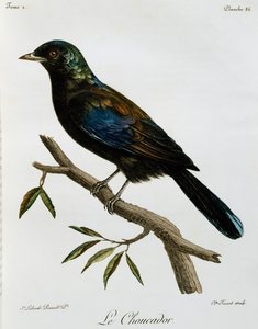 Principe Glanzstar (Lamprotornis ornatus), Gravur aus Histoire Naturelle des Oiseaux d