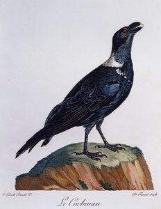 Weißnacken-Rabe (Corvus albicollis), Stich aus Histoire Naturelle des Oiseaux d